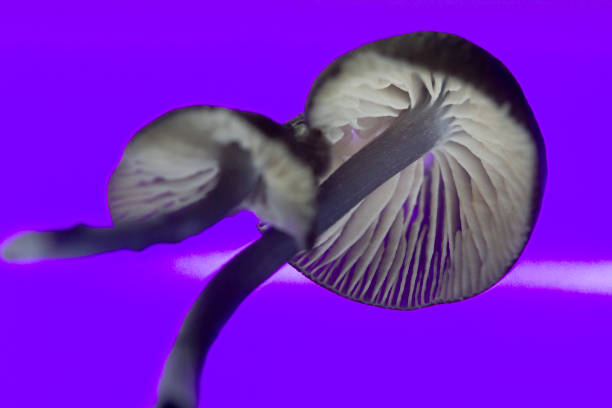 istock Detailed, macro photo of mushroom, dark backdrop, dramatic lighting. Horizontal. 2161518404