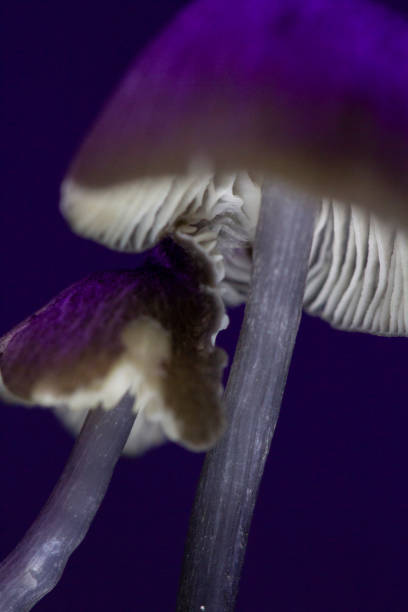 istock Detailed, macro photo of mushroom, dark backdrop, dramatic lighting. Vertical 2161518405