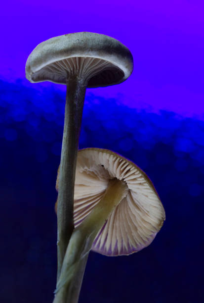 Detailed, macro photo of mushroom, dark backdrop, dramatic lighting.