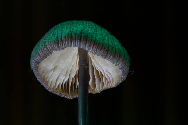 istock Detailed, macro photo of mushroom, dark backdrop, dramatic lighting. Horizontal 2161518927