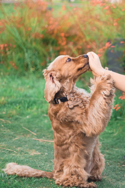 istock Cocker spaniel dog in a park 2161519133