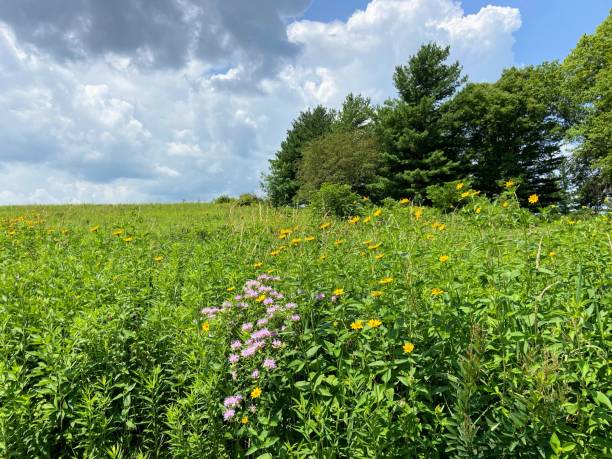istock Prairie in West Branch, Iowa 2161519427