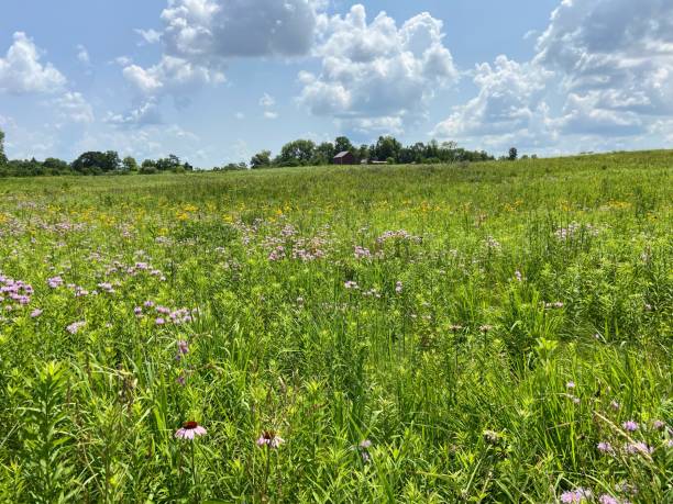 istock Prairie in West Branch, Iowa 2161519445