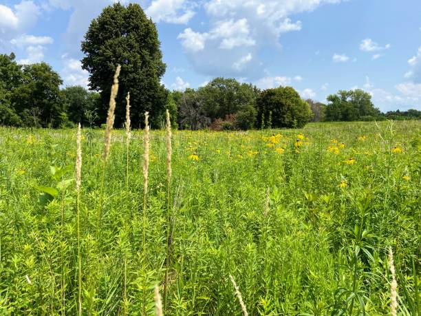 istock Prairie in West Branch, Iowa 2161519468