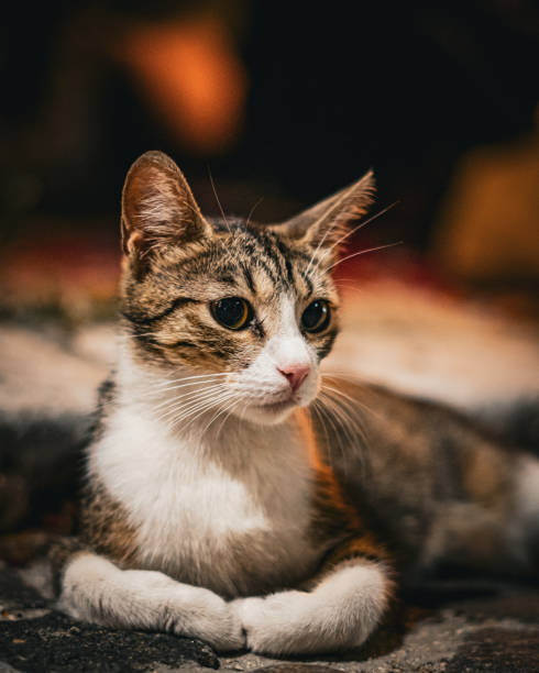 istock A stray cat sitting on the street at night 2161521557