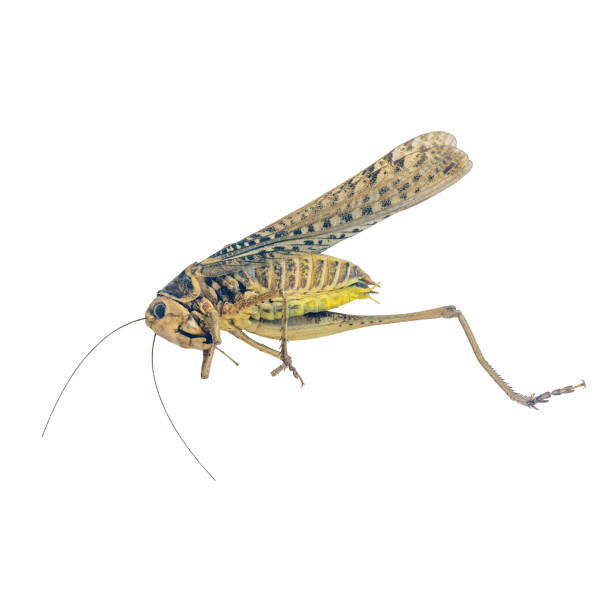 istock A dead grasshopper with large mottled wings, broken legs, isolated on a white background. Blanks for insect collecting art. 2161522996