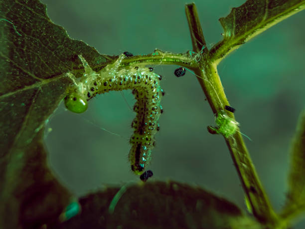 Eruciform larva of rose sawfly,\nPlants turn caterpillars into cannibals
