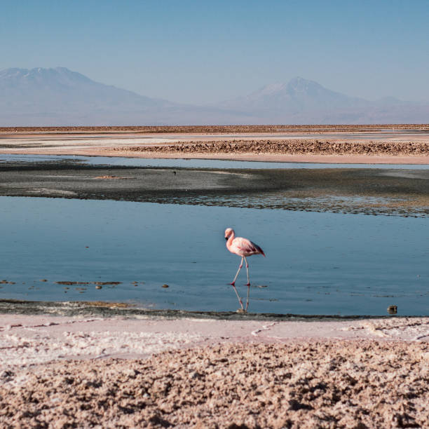 istock Flamenco in a lagoon with total peace 2161524854