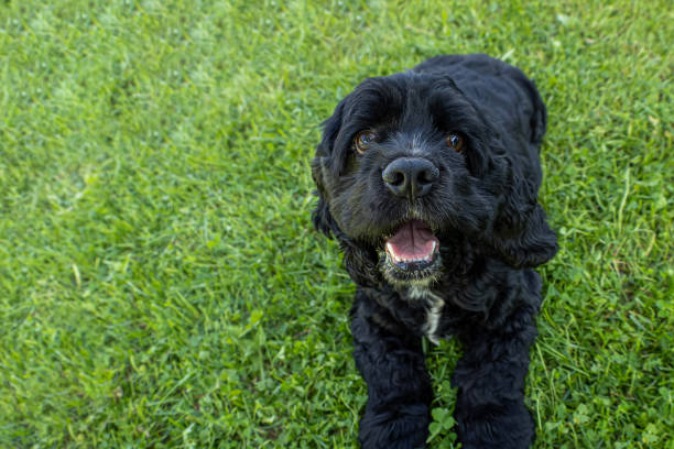 Dog. American Cocker spaniel. A smiling thoroughbred dog. Dog breeding.