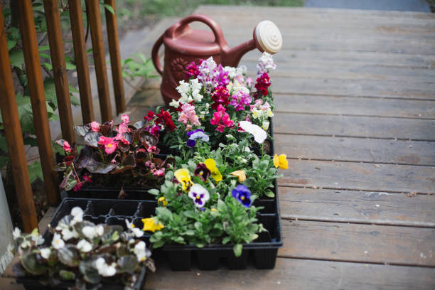 Flower, watering can, gardening equipment