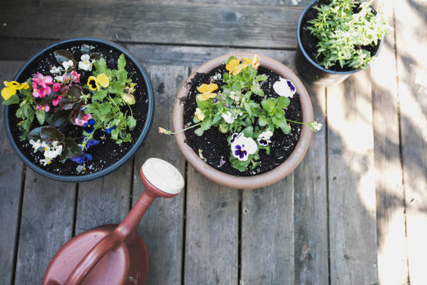 Flower, watering can, gardening equipment