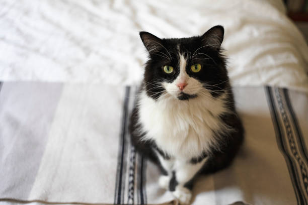Domestic cat, Domestic animal, Tuxedo cat, bed