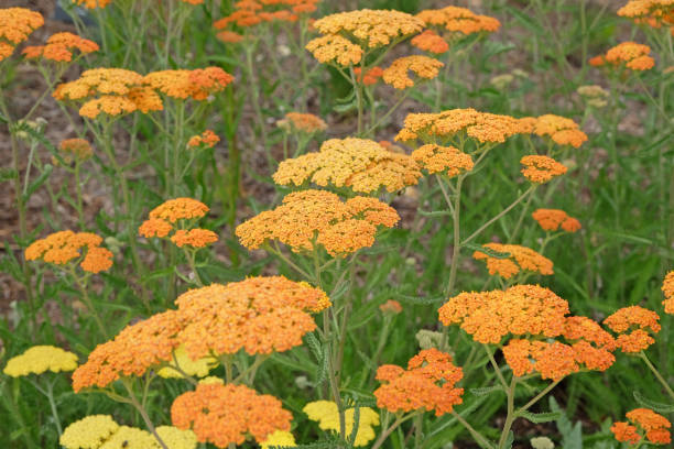 istock Rust orange Achillea yarrow Terracotta in flower. 2161526583