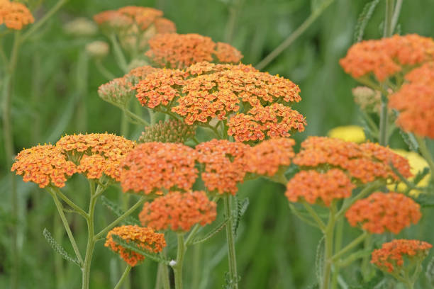 istock Rust orange Achillea yarrow Terracotta in flower. 2161526615