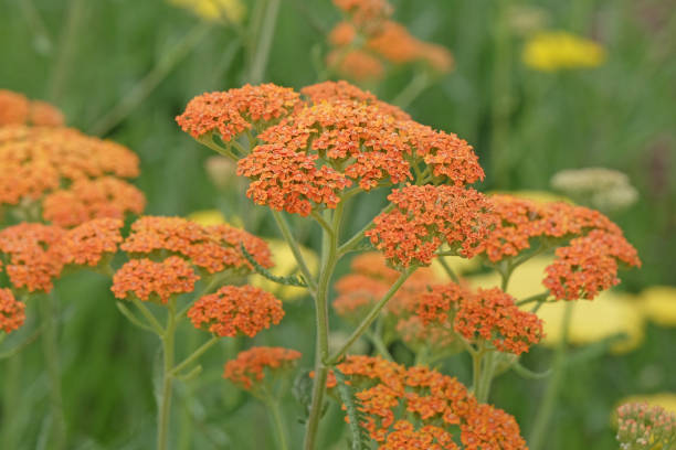 istock Rust orange Achillea yarrow Terracotta in flower. 2161526617