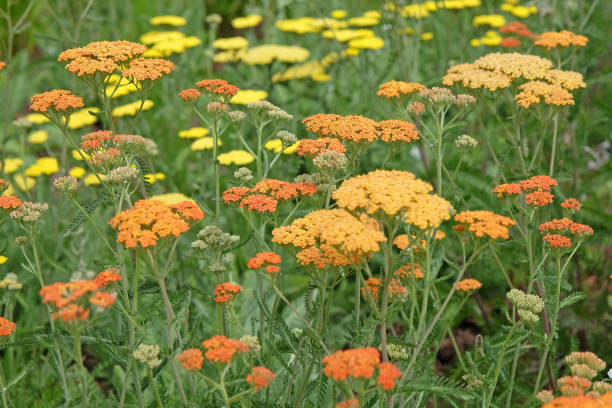 istock Rust orange Achillea yarrow Terracotta in flower. 2161526636