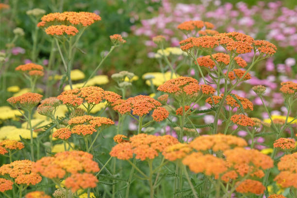 istock Rust orange Achillea yarrow Terracotta in flower. 2161526666