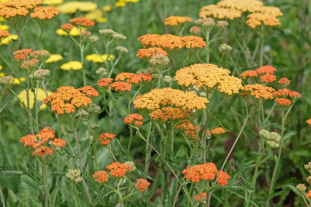 istock Rust orange Achillea yarrow Terracotta in flower. 2161526677