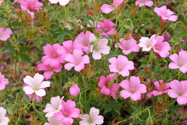 istock Pink and white Geranium oxonianum, cranesbill Rose Clair in flower. 2161526749