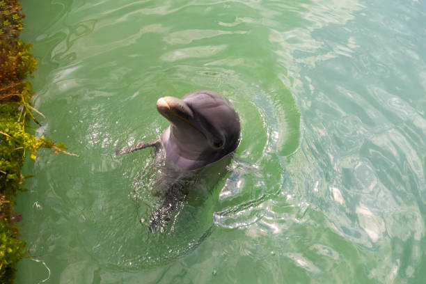 Dolphin jumping into the air over turquoise lagoon. The cute dolphin made a salto during his jump, that`s the reason of the body position of the dolphin.