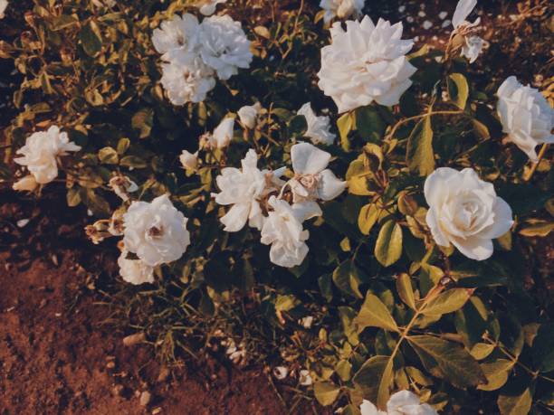 Beautiful white flowers that are in a park full of plants