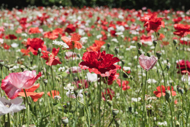 Flowers, poppy, garden, bunch of flowers