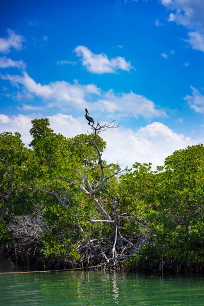 istock Pelican on a mangrove tree branch 2161527178