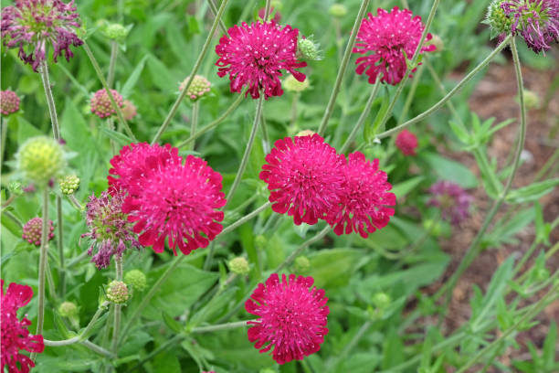 istock Knautia macedonica or Macedonian Scabious Red Knight in flower. 2161527773