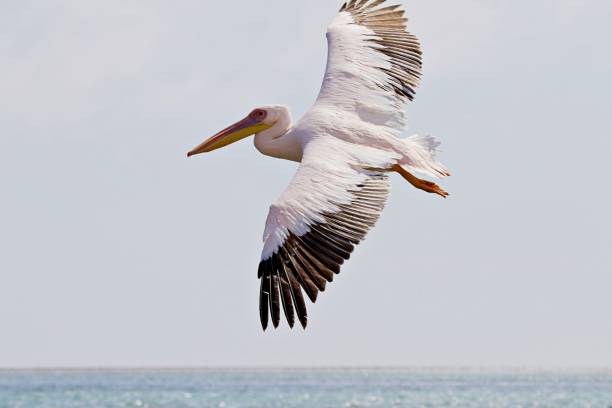 istock Pelican in n Flight 2161527791