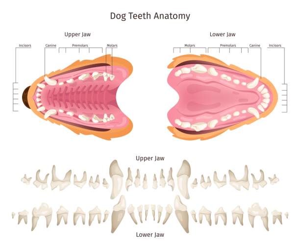 ilustrações de stock, clip art, desenhos animados e ícones de dog teeth anatomy. canine tooth anatomic scheme veterinary education, puppy animal mouth dogs dentition jaw construction dental infographic, swanky illustration - canino dente