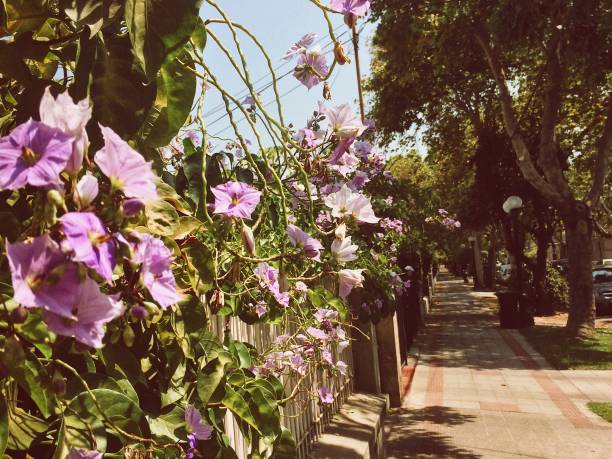 istock Path full of violet flowers on one side 2161528182