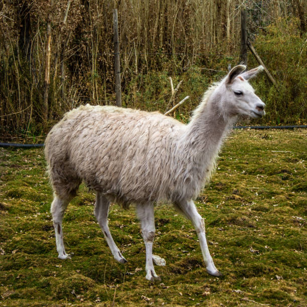 istock Large animal that is common in the Andes 2161529140