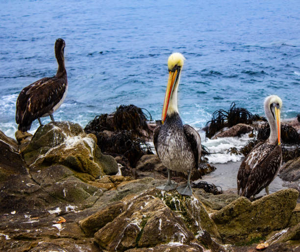 istock Pelicans on the beach rocks 2161529483