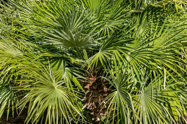 istock Lush foliage of palm tree.  Cabbage Tree Palms. Chamaerops humilis 2161529580