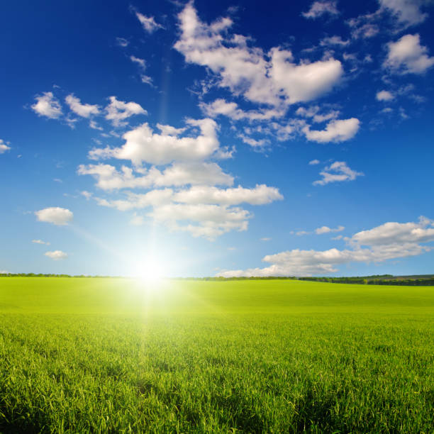 istock Green wheat field and sunrise. 2161529638
