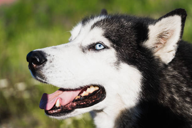 istock The muzzle of a Siberian husky dog with multi-colored eyes. 2161529877