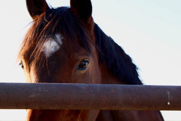 istock Closeup Horse Head 2161530002