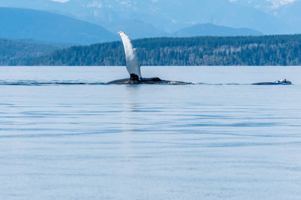 A close up look at the pectoral fin of a playful humpback whale