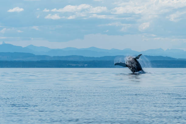 istock Back breach of a humpback 2161532885