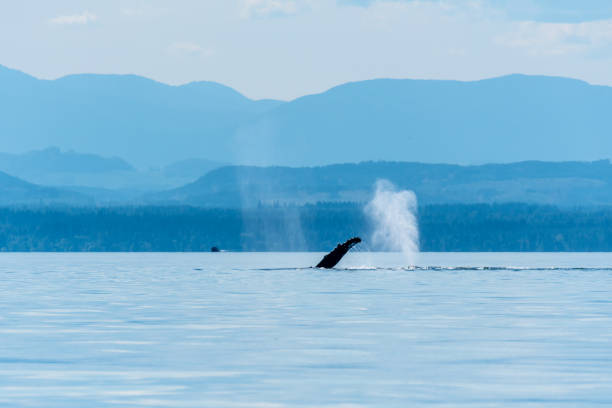 istock Humpback whales slap and blow 2161532918