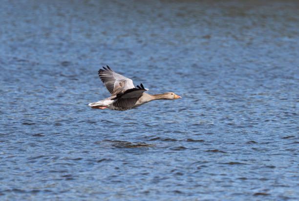 Greylag goose at Østensjøvannet nature reserve.