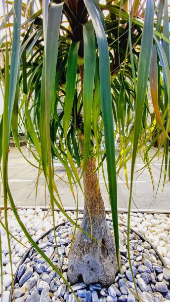 istock green leafed plant, tropical plant 2161536335