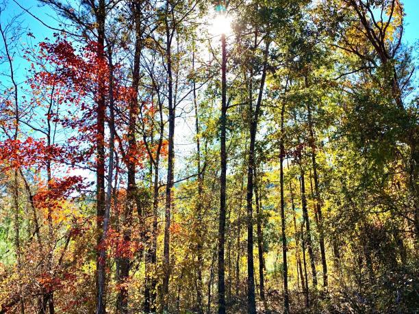 istock Beautiful Autumn Trees 2161536544