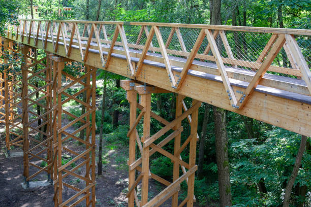istock Elevated Wooden Walkway in Forest 2161537673