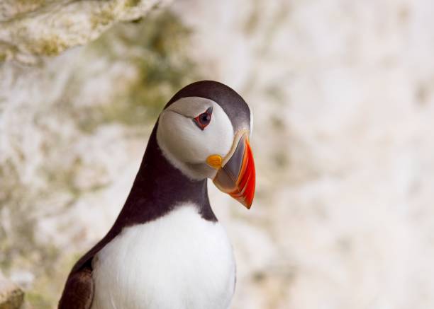 Close up of an atlantic puffin