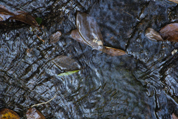 watercourse with illuminated natural foliage