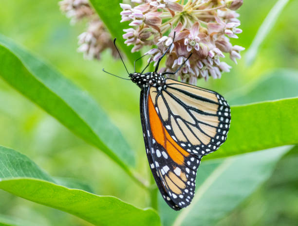 istock Monarch Butterfly on Common Milkweed 2161544279