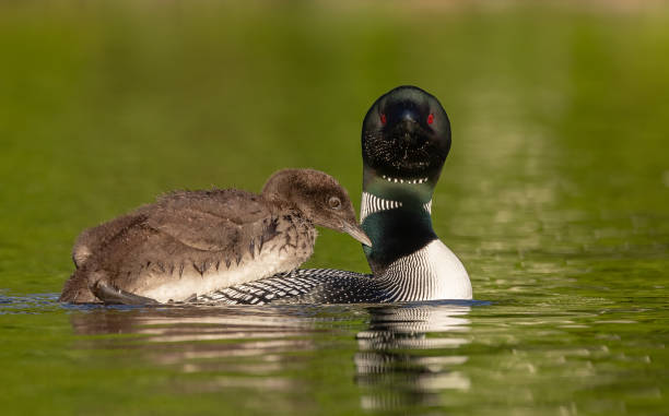 istock Common Loon in Maine 2161544655