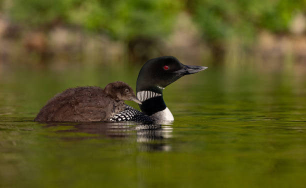 istock Common Loon in Maine 2161544660