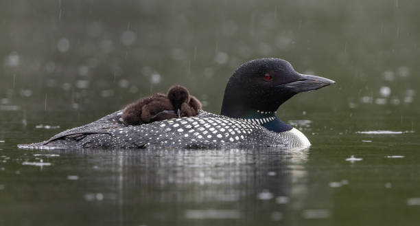 istock Common Loon in Maine 2161544747